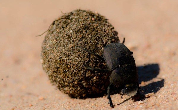 Loài[-]bọ[-]hung[-]lăn[-]phân,[-]nhảy[-]múa[-]theo[-]ánh[-]trăng[-]sao[-]2